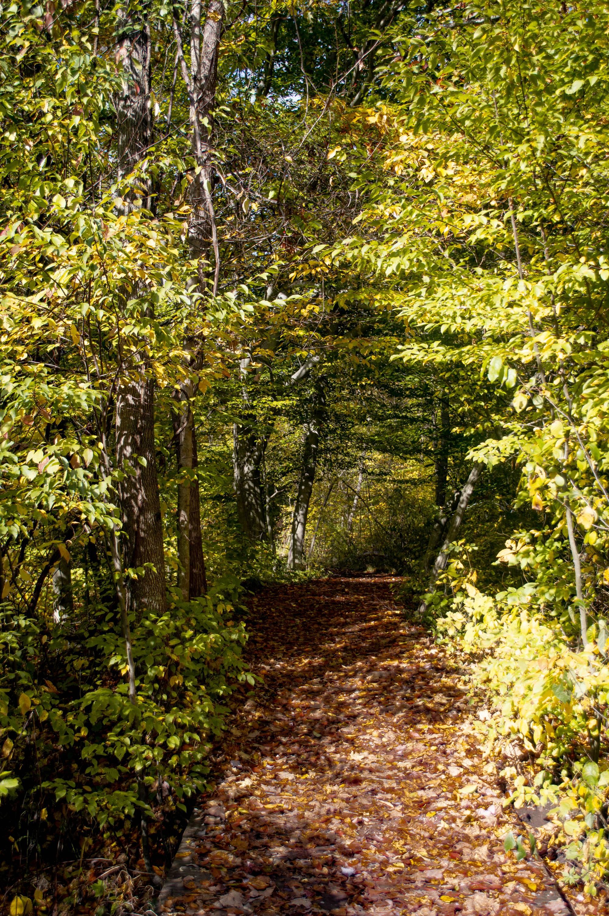 Image of trail in the Ravines